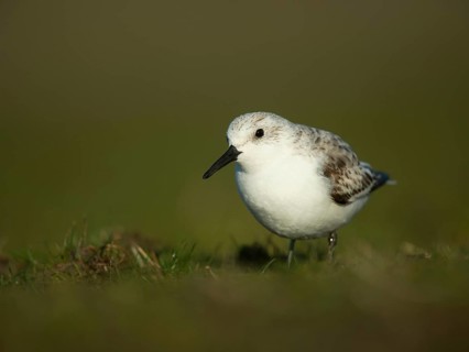 Sanderling
