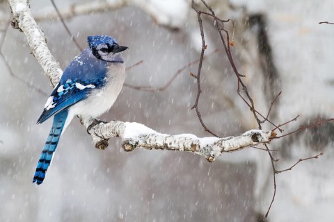 Blue jay