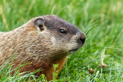Marmot