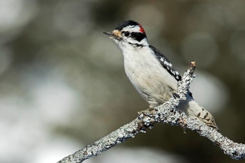 Downy woodpecker
