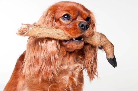 Cavalier King Charles Spaniel