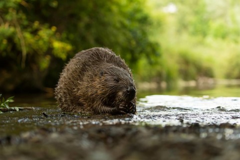 European beaver