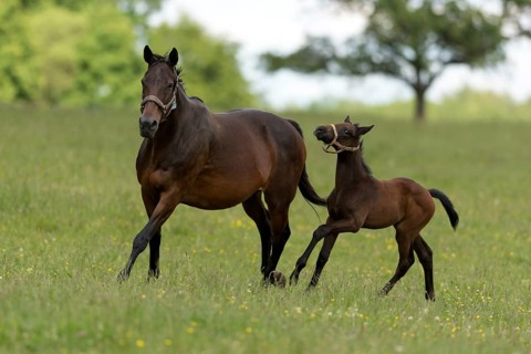 English thoroughbred