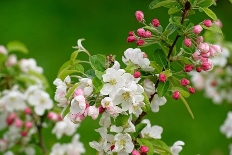 European crab apple