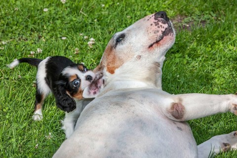 Bull terrier and Cavalier King Charles spaniel