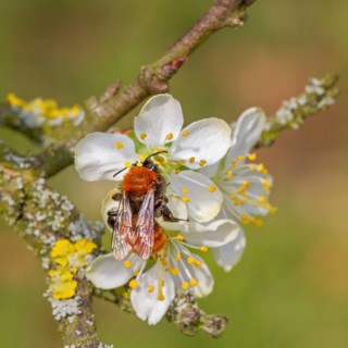 Forest bee