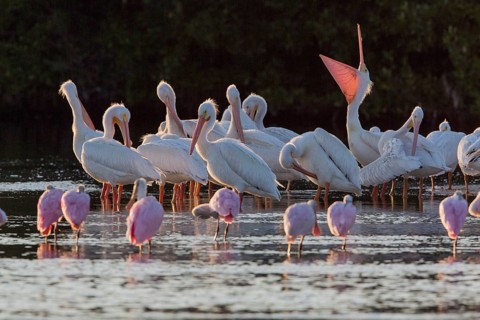 White pelican