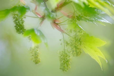 Maple Blossom