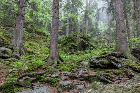 Primeval forest in Hoellbachgespreng