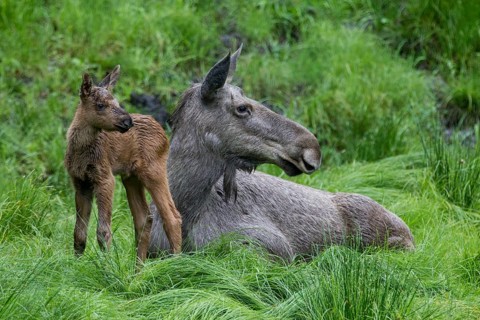 Elk