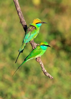 Green bee-eater