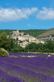 Lavender field near Banon