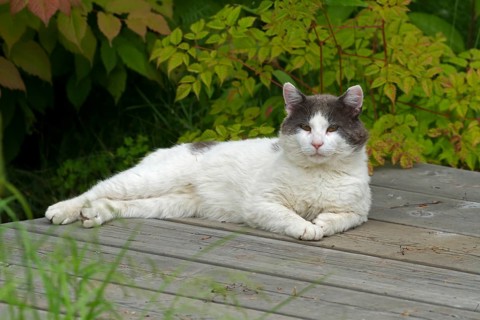 House cat on garden table