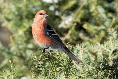 Male Pine Grosbeak