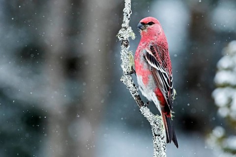 Male Pine Grosbeak