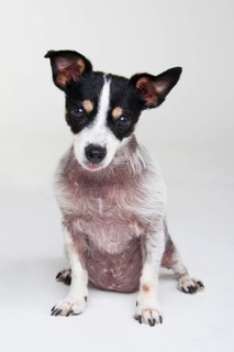 Jack Russell Terrier