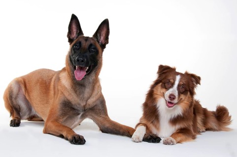 Miniature Australian Shepherd