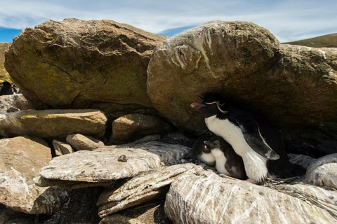 Saunders Island