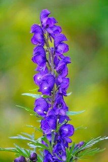 Blauer Eisenhut Aconite