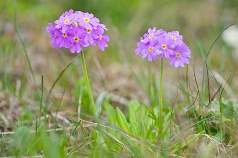 Bird's eye primrose