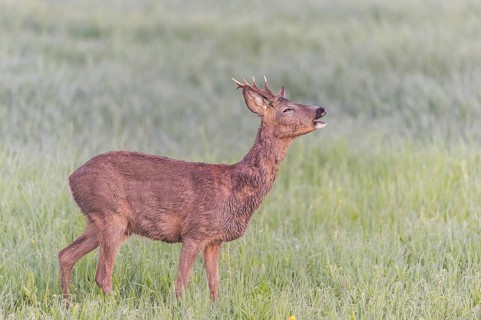 European roe deer