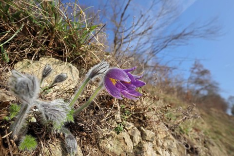 Common Pasque flower
