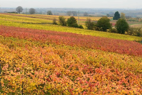 Vineyards