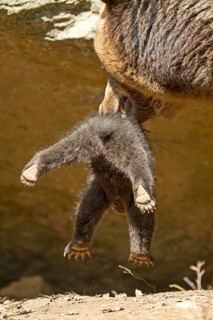 Brown bears