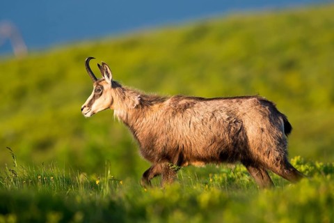 Chamois