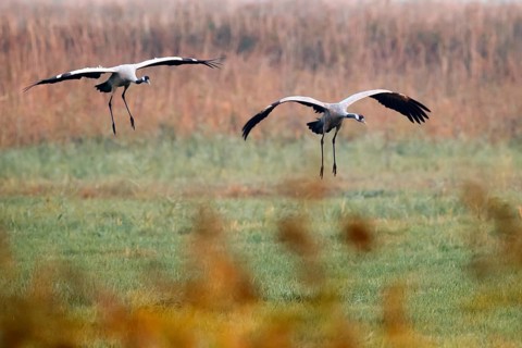 Common crane