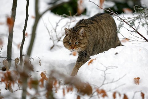 Wildcat