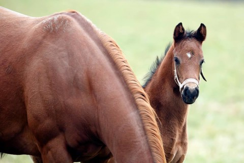 English thoroughbred horse