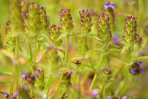 Common selfheal