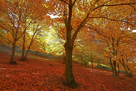 Chestnut
