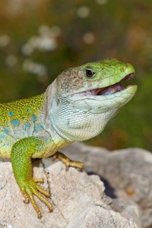 Scaled lizard