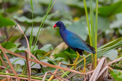 Pygmy Gallinule