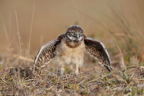 Burrowing owl