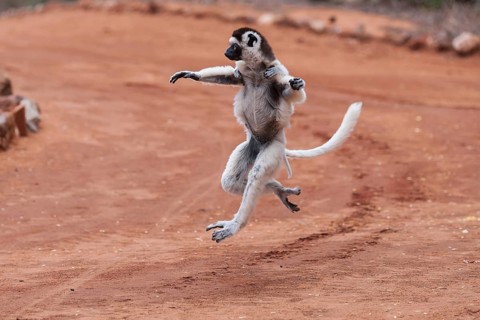 Verreaux's sifaka