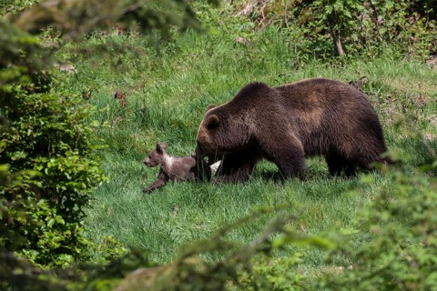 Brown bear