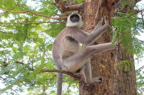 Entellus langur of Ceylon