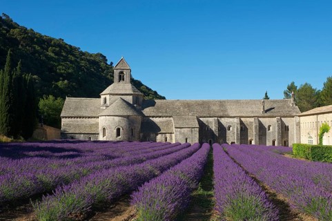 Cistercian Abbey Abbaye de Senanque with lavender field