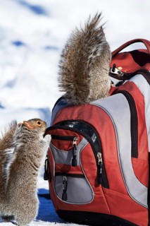 Eastern grey squirrels looking for peanuts in a backpack