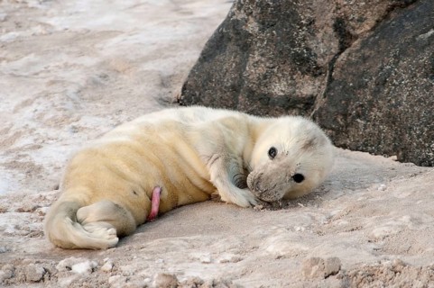 Grey seal