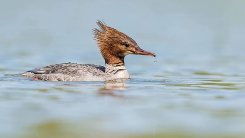 Smew