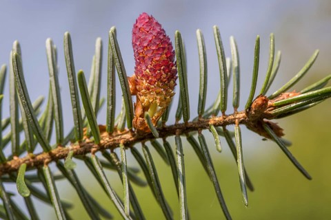 European silver fir