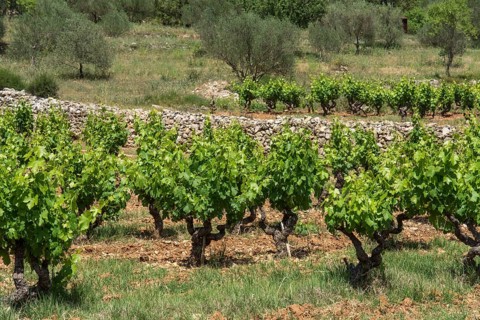 Vines
