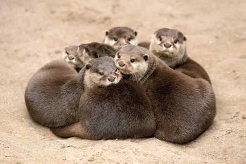 Oriental small clawed otter