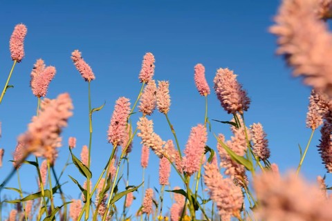 Meadow knotweed