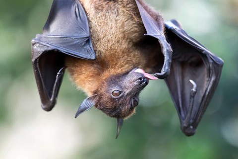 Indian Flying Fox
