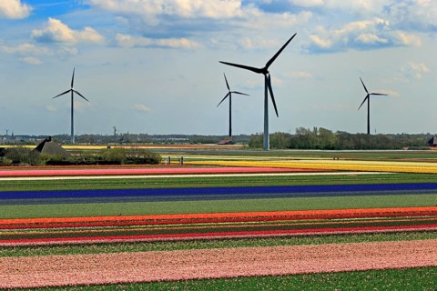 Blooming tulip field near Alkmaar